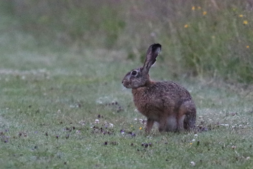 Very early (4 AM) meeting with the hare/fälthare. 
