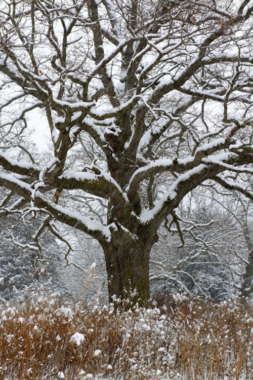 richherrmann:This mighty Oak has weathered many snow storms, but I was the lucky one enjoying its pr