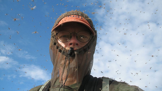 Alaska is swarming in mosquitoes this year
Watch as one researcher stands in the middle of a swarm that covers the horizon.