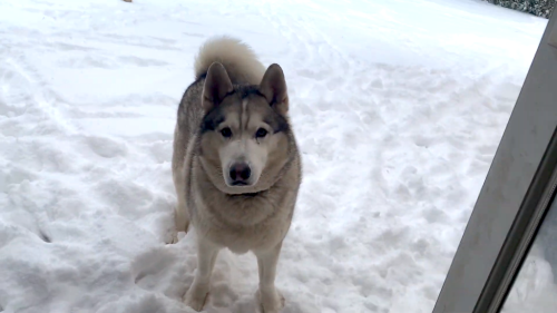 East Texas Husky Refuses to Come In From the Snow