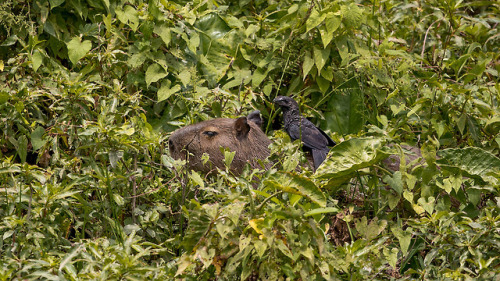 Hidden bird on hidden capybara