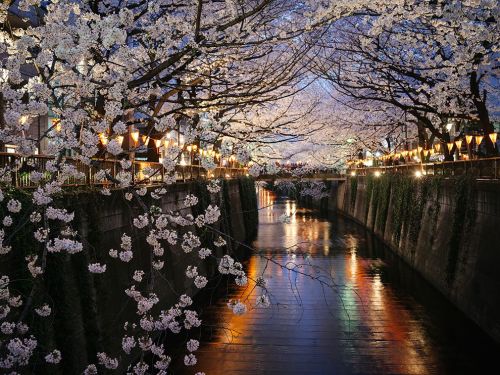 bobbycaputo:   Cherry Blossoms, Nakameguro Photograph by Giovanni Pascarella 