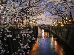 citylandscapes:  Cherry Blossoms in Tokyo 