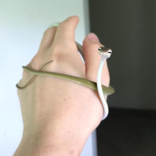 awwww-cute:  Baby Asian Vine Snake!! (Source: adult photos