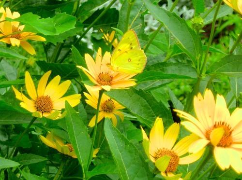 geopsych:Sulfur butterfly in the garden. July 2014.