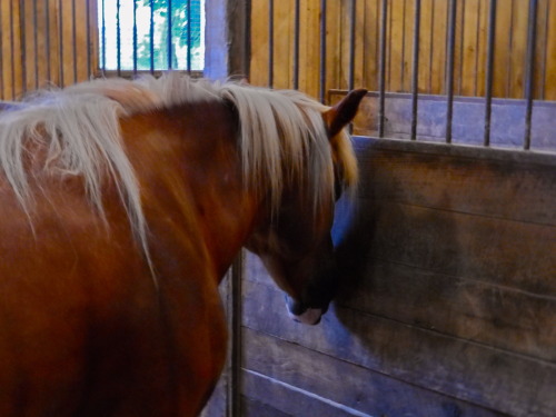 This is Candice, aka cutie patootie in her stall.