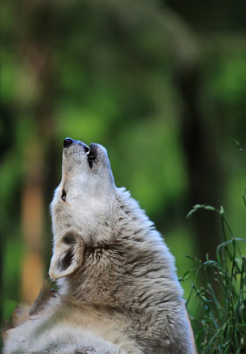 sisterofthewolves:  By Evergreen Photography 