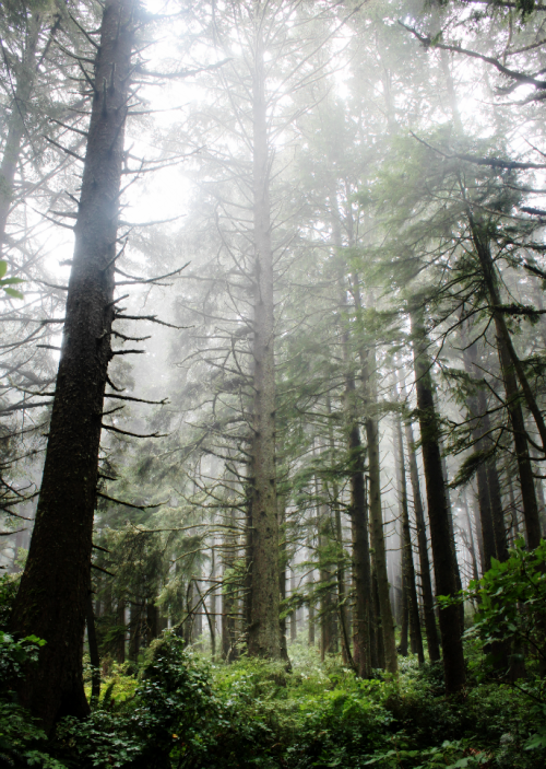 bright-witch: ◈ Pacific Northwest photography by Michelle N.W. ◈ ◈ Print Shop ◈ Blog ◈ Flickr ◈ ◈ Pl