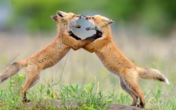 allcreatures:  allcreatures: Two fox cubs rear up to each other in a bid to create a social pecking order within their den.   Picture: Andrew Kandel/Solent News &amp; Photo Agency (via Pictures of the day: 20 December 2012 - Telegraph)