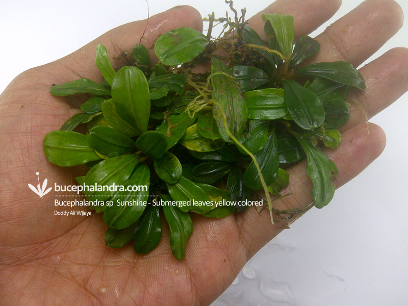 Bucephalandra sp Sunshine