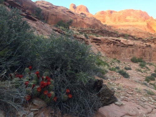 Moab, UT. Moonflower Canyon.