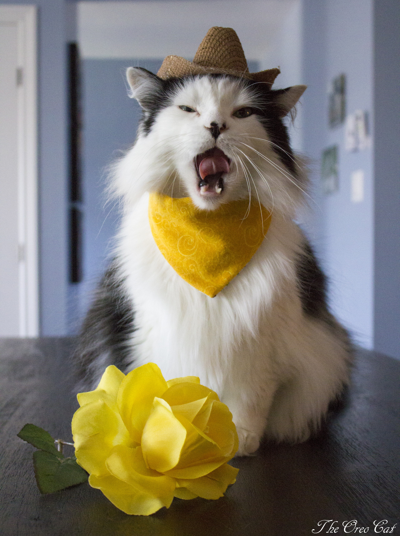 theoreocat:    “Never bring your girlfriend more than one flower at a time. It