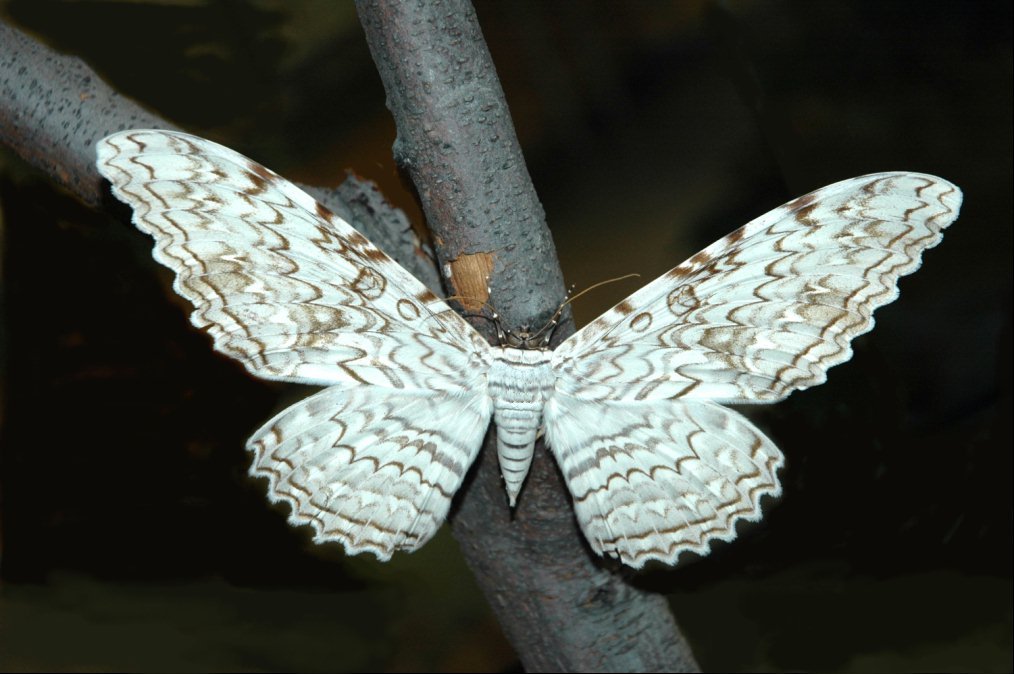 Thysania agrippina
Cette mite nocturne, que l’on rencontre en Amérique du Brésil et de l’Uruguay jusqu’au Mexique et au Texas, est exceptionnelle de par son envergure, qui peut atteindre 30 centimètres et fait d'elle le plus grand papillon du monde...
