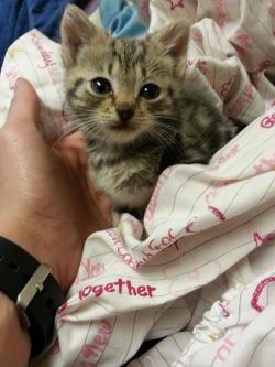 awwww-cute:  I just found this outside 