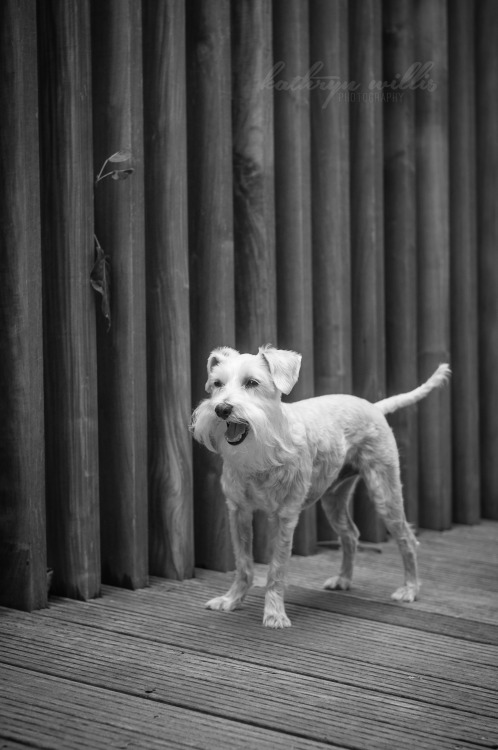 lokidog:  Happy dog, happy dog, how do you adult photos