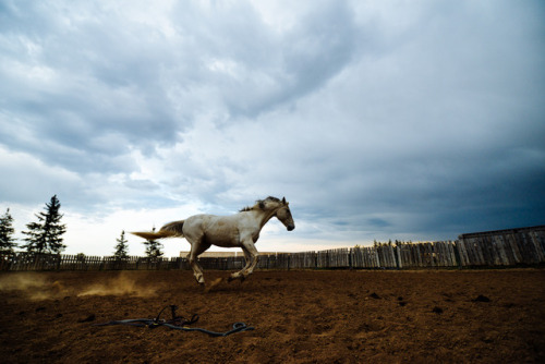 nowhoa: Before the storm.  I take a lot of photos of this horse, and although he can look rough and 