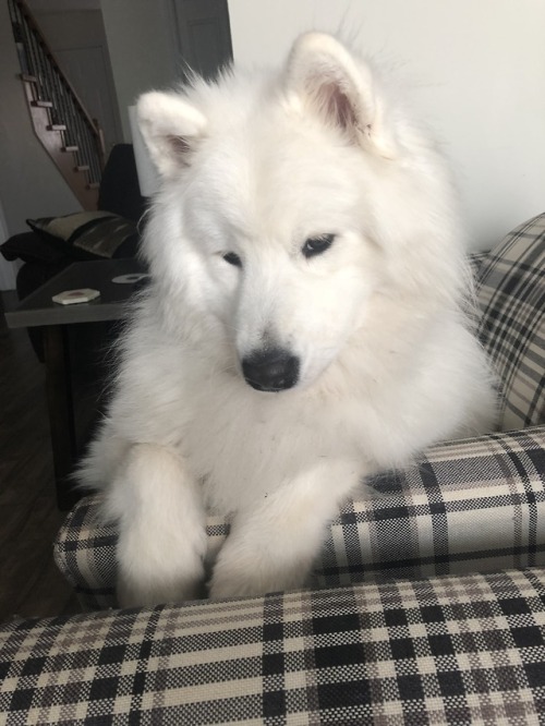 neothesamoyed:What’s poppin’