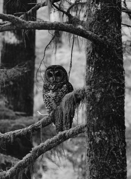 witchedways:  bewitched forest 