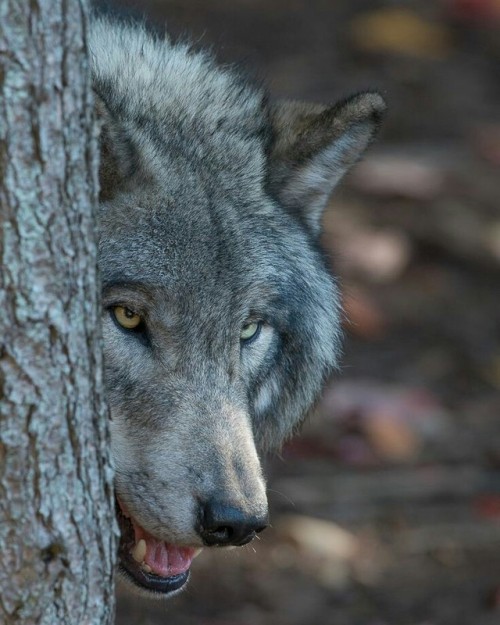 grey wolf