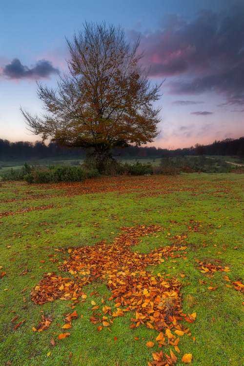 Otoño en el suelo by Alfredo.