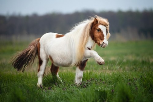 minihorse