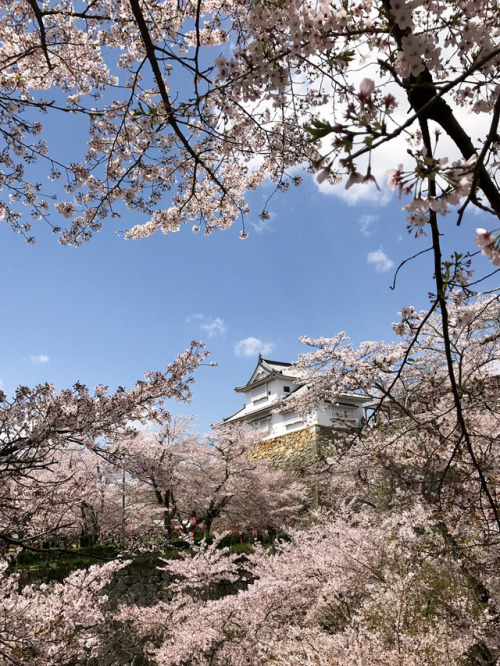 2017 Tsuyama spring by shinichiro* 岡山県津山市 鶴山公園 http://flic.kr/p/TxBPVf