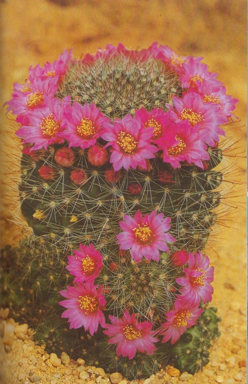 cac-tus:Cactus: Mammillaria zeilmannianaBook: Cactussen en andere succulenten by Hans HechtPhotograp