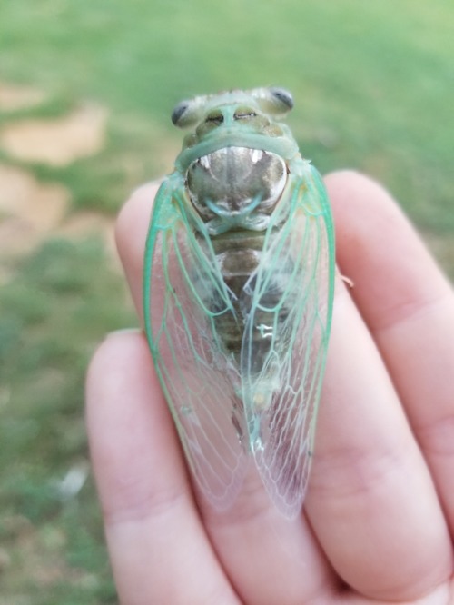 bugkeeping:a fairy