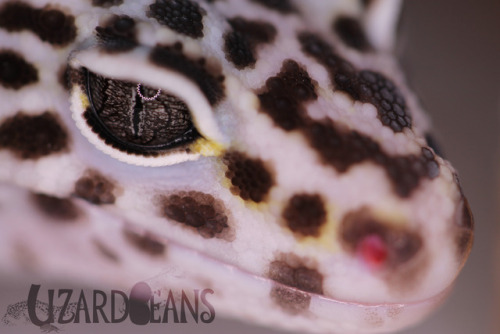 lizardbeans: look at that eye!