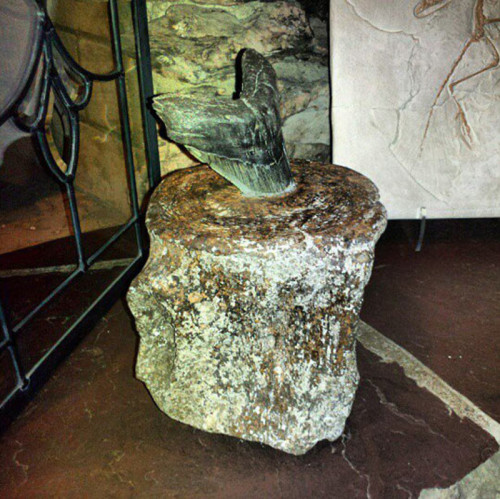 A megalodon tooth stuck in a whale vertebrae.