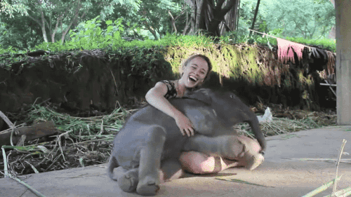 gifsboom:  Video: Baby Elephant Insists on Cuddling with Girl