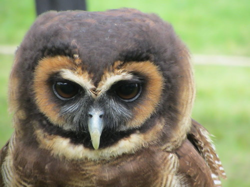 owls! - Baby, Turkmenian X Siberian eagle owl, 2 years old - Freddie, tawny owl, 7 years old - Annie