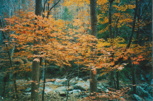  { forests by anewresolution } 
