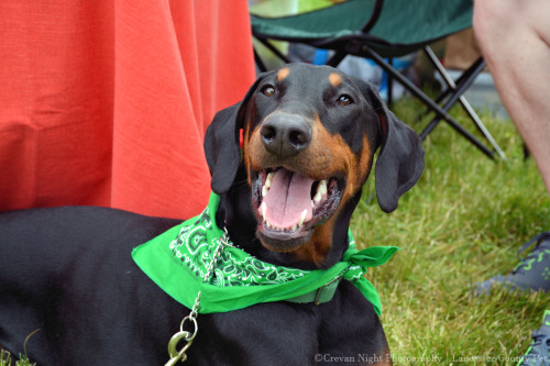 More rescue ambassadors! :) A couple of beautiful Dobermans. How could anyone resist those beautiful