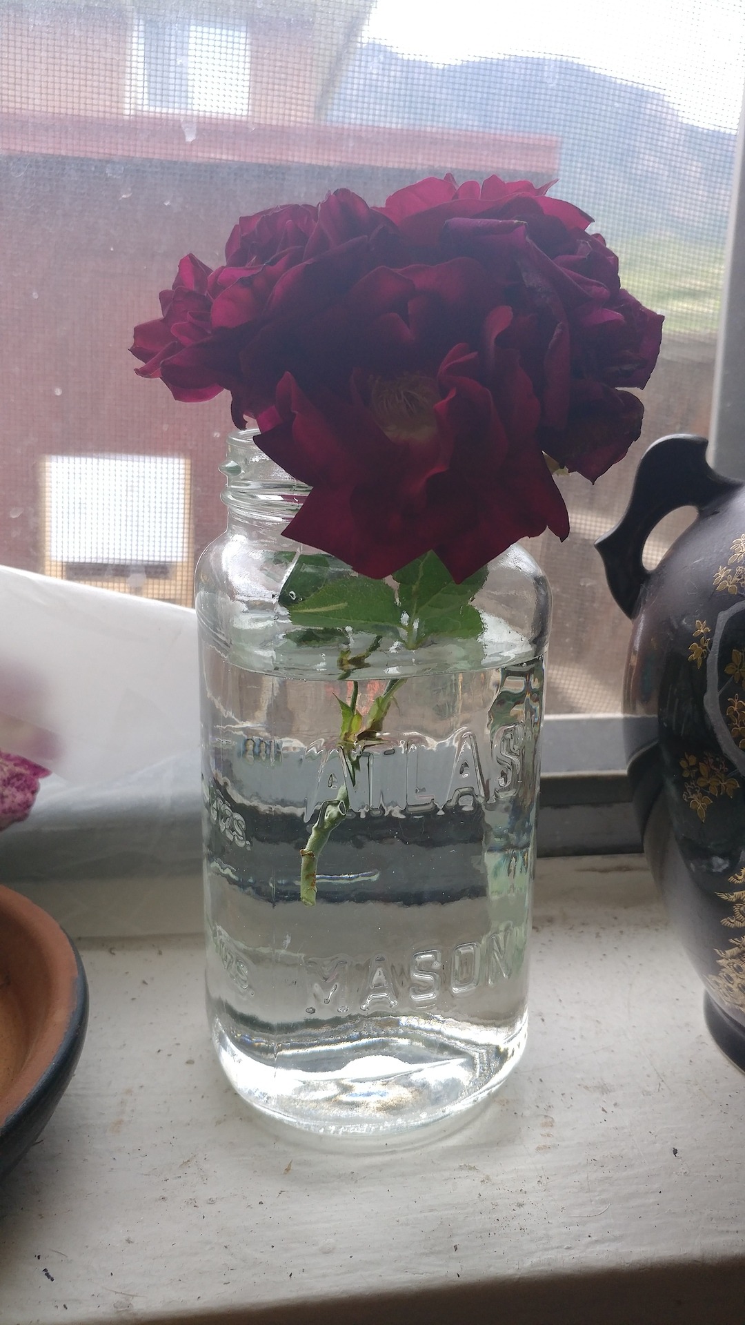 I seriously have between 50-75 roses out front guys. I can cut some fpr a bouquet