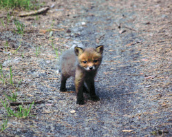lalalaindigo:   Baby fox I met today in the
