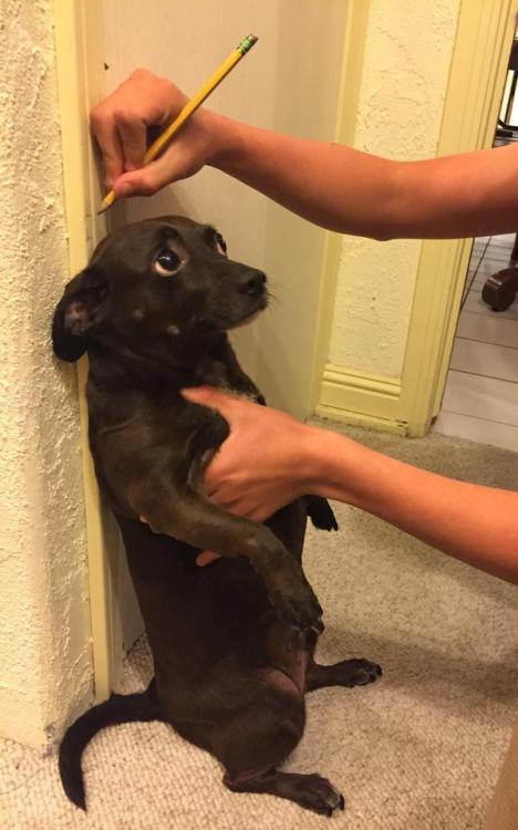 awwww-cute:Measuring my wiener… (Source: ift.tt/2vd91Kc)