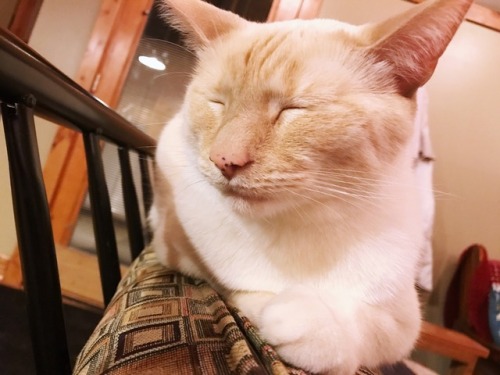 catscatscatsohmy:just a sweet freckle nosed boy takin a cat nap