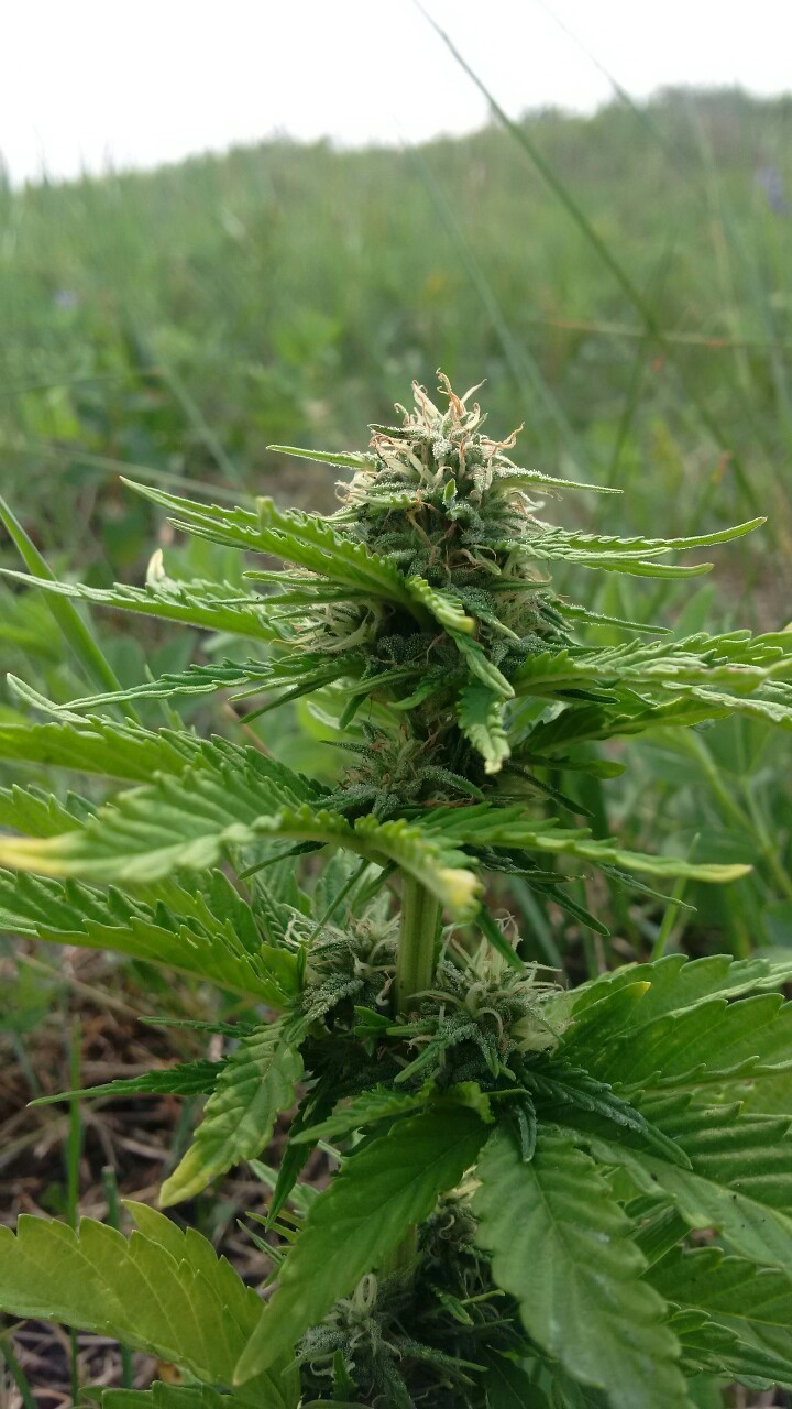 herbfarm69:  Day 65:  Pistols are changing to brown, buds are gonna start growing