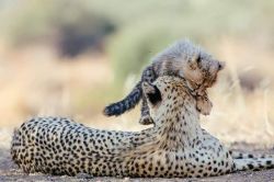 funnywildlife:  Cheetah Love  by #wildographydudette