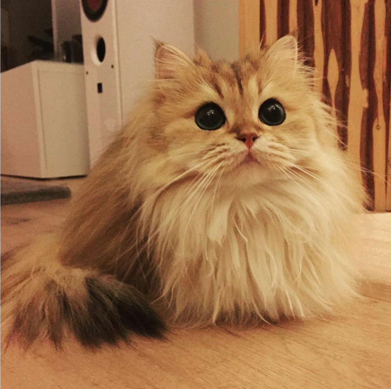dawwwwfactory:  Behold, the British Longhair Click here for more adorable animal