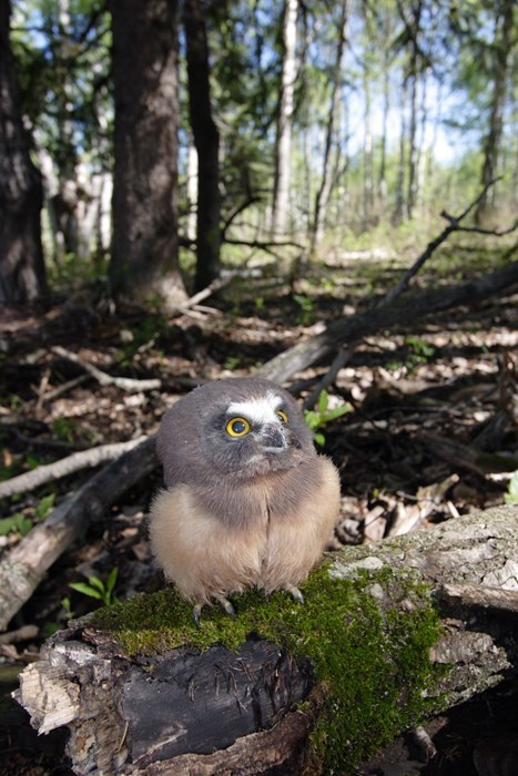 becausebirds:  “Am I as fluffy as the clouds?” 