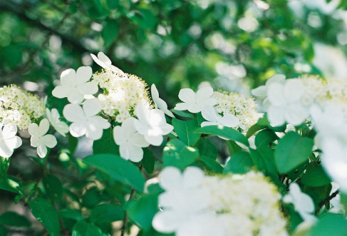 瓊花（けいか）春の終わりと、夏の到来を告げる中国の花。唐招提寺で、期間限定で特別開園されていました。ガクアジサイのような白い花で、でも枝が枝垂れているのも特徴でした。鳥が木を揺らすと、ふわふわいい香り