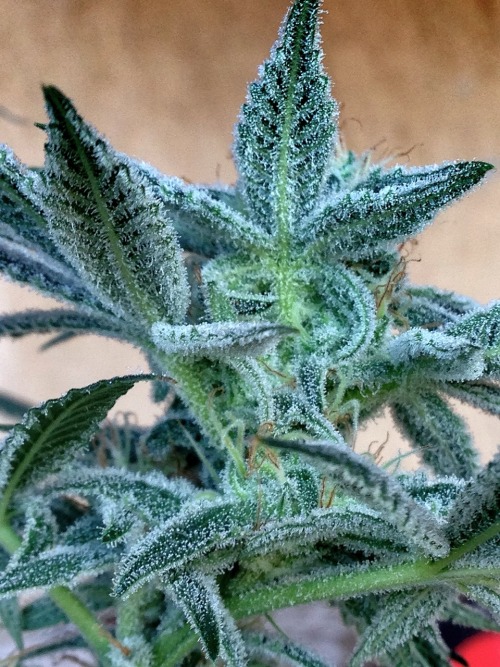 trichomephotography: Slymer at Day 48 and starting her flush ❄️❄️❄️❄️