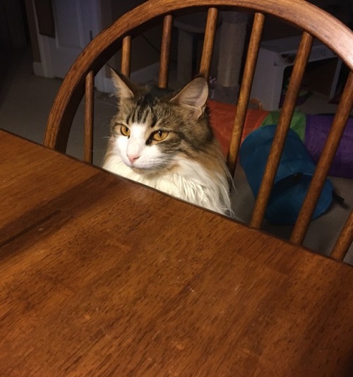 garrus-vakkarian:She’s eating dinner with me