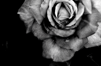 colourless-achroous:  Black and white blog, I follow back similar! 