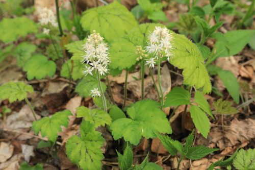 Early May in an Appalachian forest.From top: sweet white violet (Viola blanda); long-spurred violet 