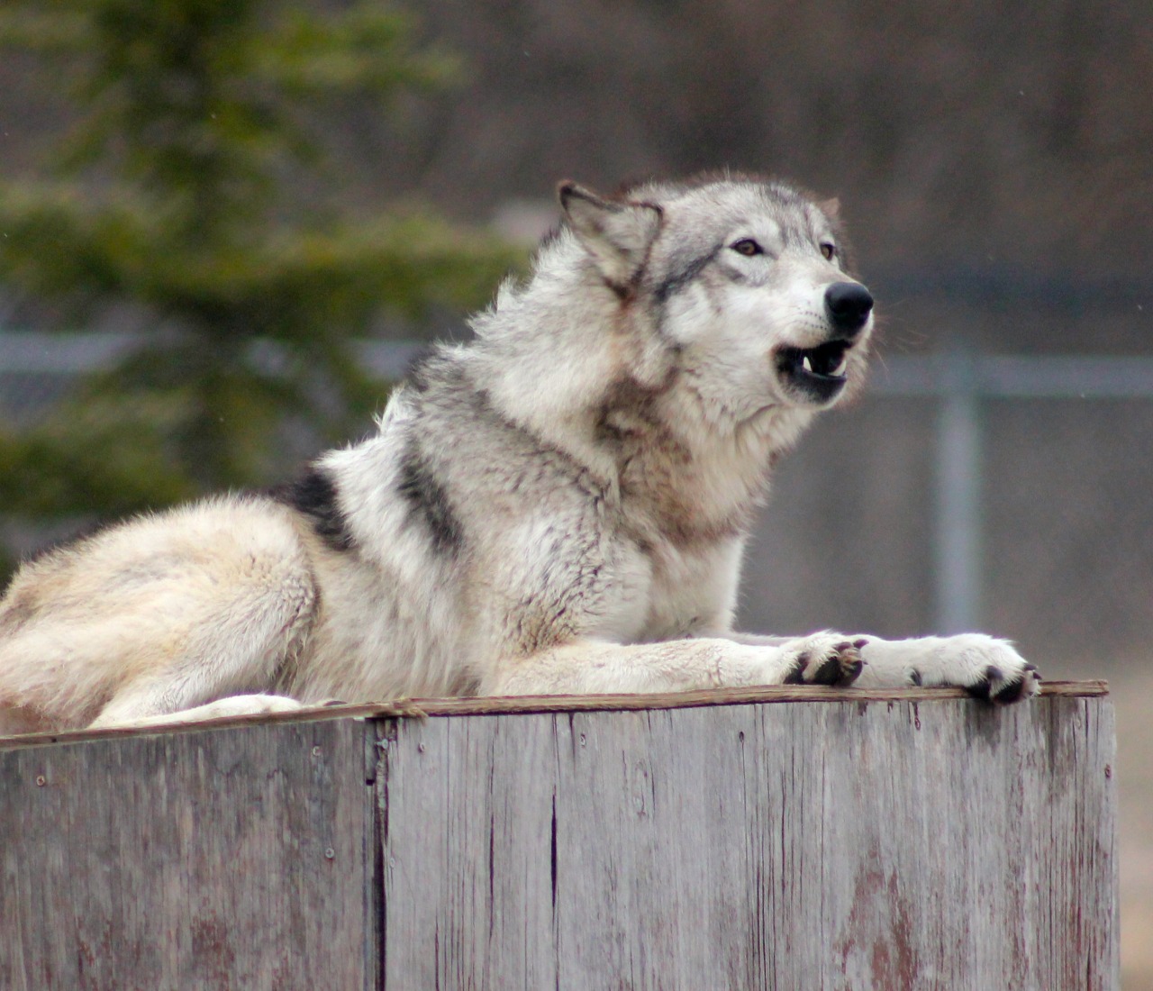 wolfparkinterns:  Howling on a windy day