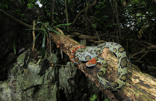 Porn photo pogosticks:  Red-headed Rat Snake (Elaphe