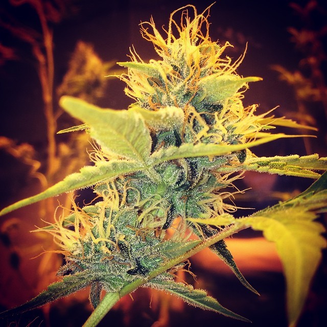 weedporndaily:   by richygannon http://ift.tt/1xhGBd7